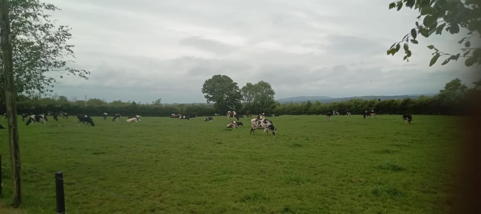 Birdhill Farmhouse Tipperary Eksteriør billede
