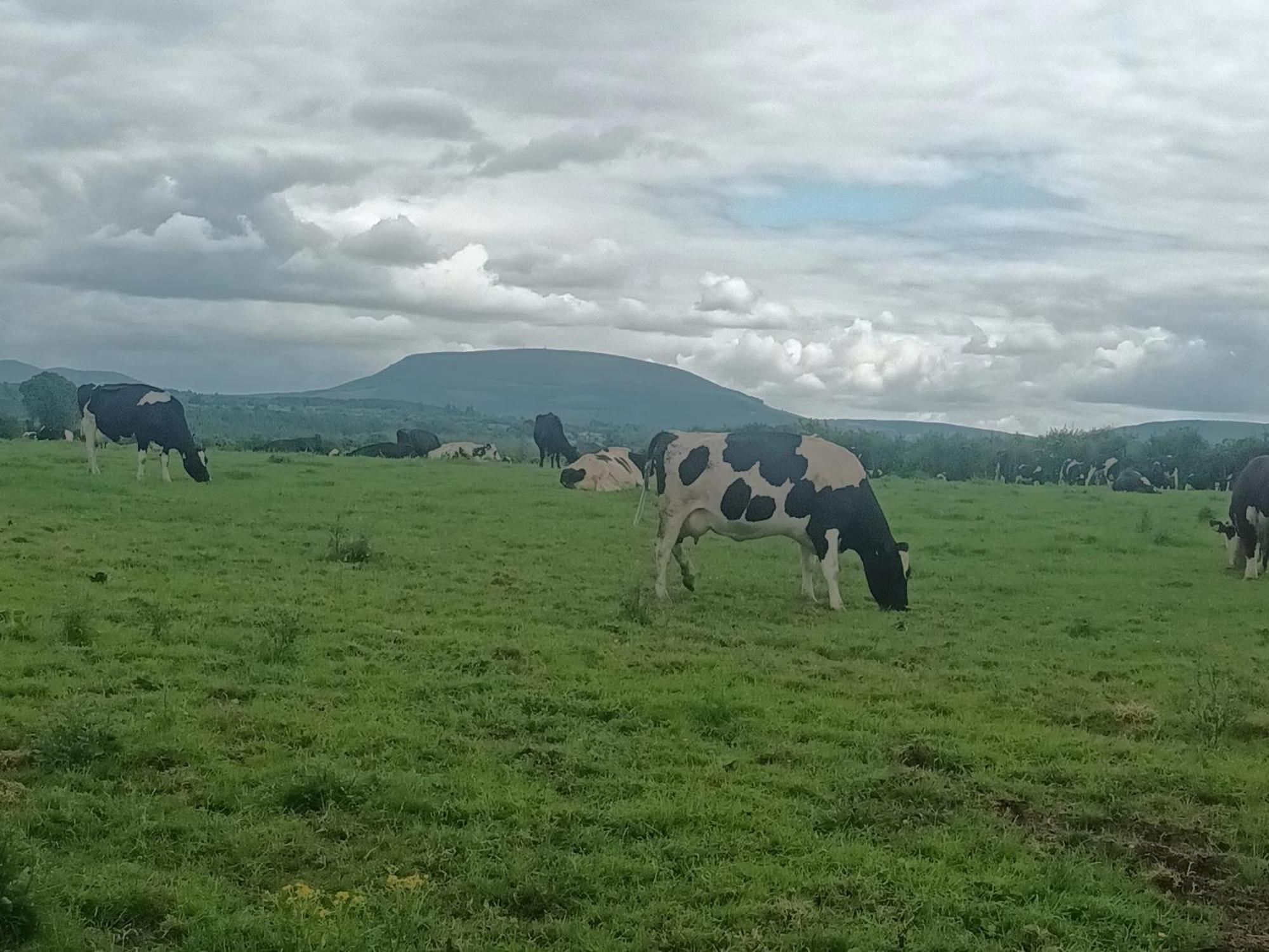 Birdhill Farmhouse Tipperary Eksteriør billede